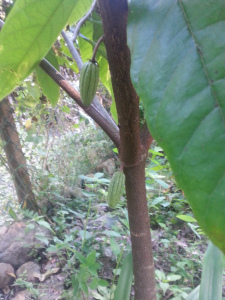 Extreme excitement! What's it all about? Chocolate of course - well, cacao pods, our very first! This cacao bush has been in the ground for about 2 years, and is finally starting to bear.