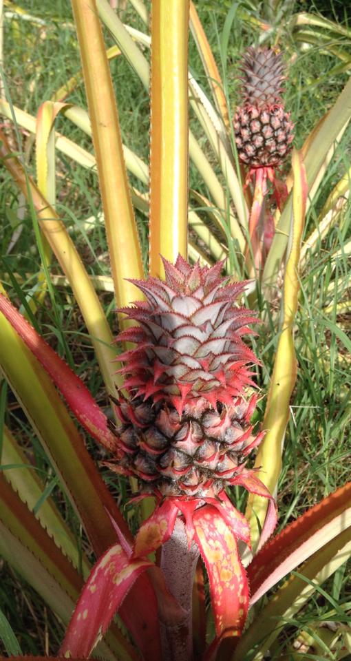 Lea Ann Robson, Pineapples! For home use, for the challenge, for the beauty, because they are not resource hogs, & when they are a bumper crop, to share. In St George