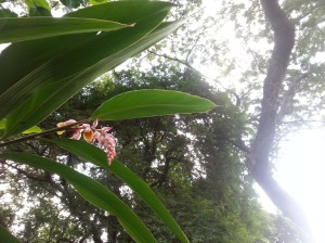 The Shell Ginger is blooming again, so pretty.