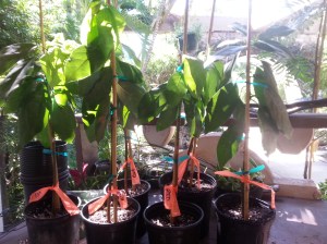 Over at Cruzan Gardens this week I learned how to graft avocado trees: I'll also be grafting at home to expand our orchards, not only avocados, but also mango and citrus.