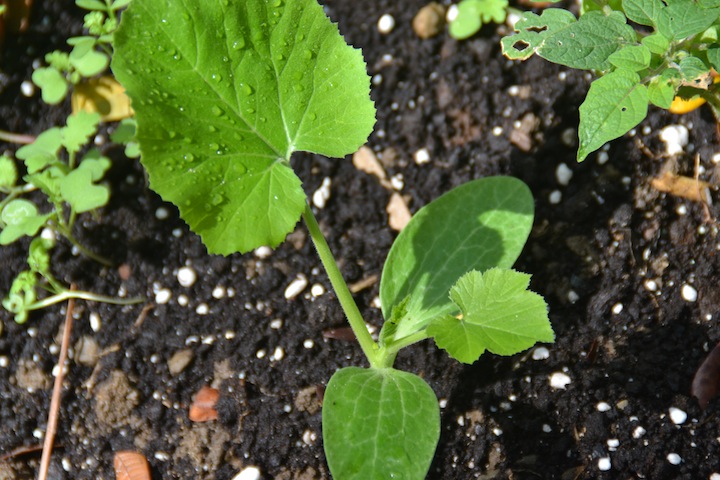 Zuchinni starts! Maybe this time the ants won't destroy them all...