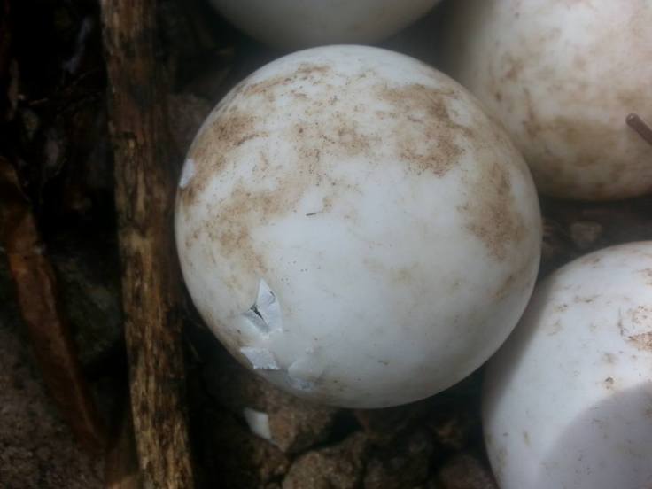 10990061_1123227124359124_5780127853496776468_n