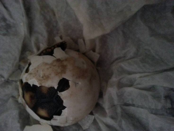 11138138_1124333490915154_2090428701406771949_n