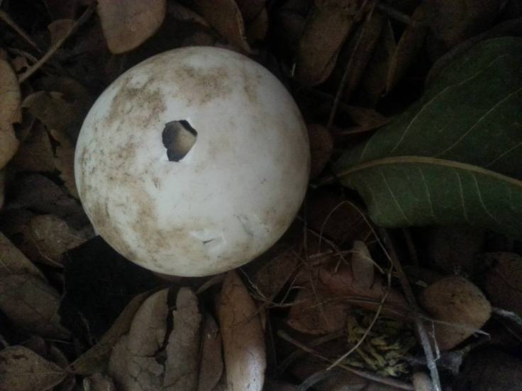 11143320_1123423681006135_2278199547905987441_n