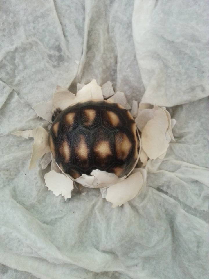 11403096_1124454834236353_8062692296142313475_n