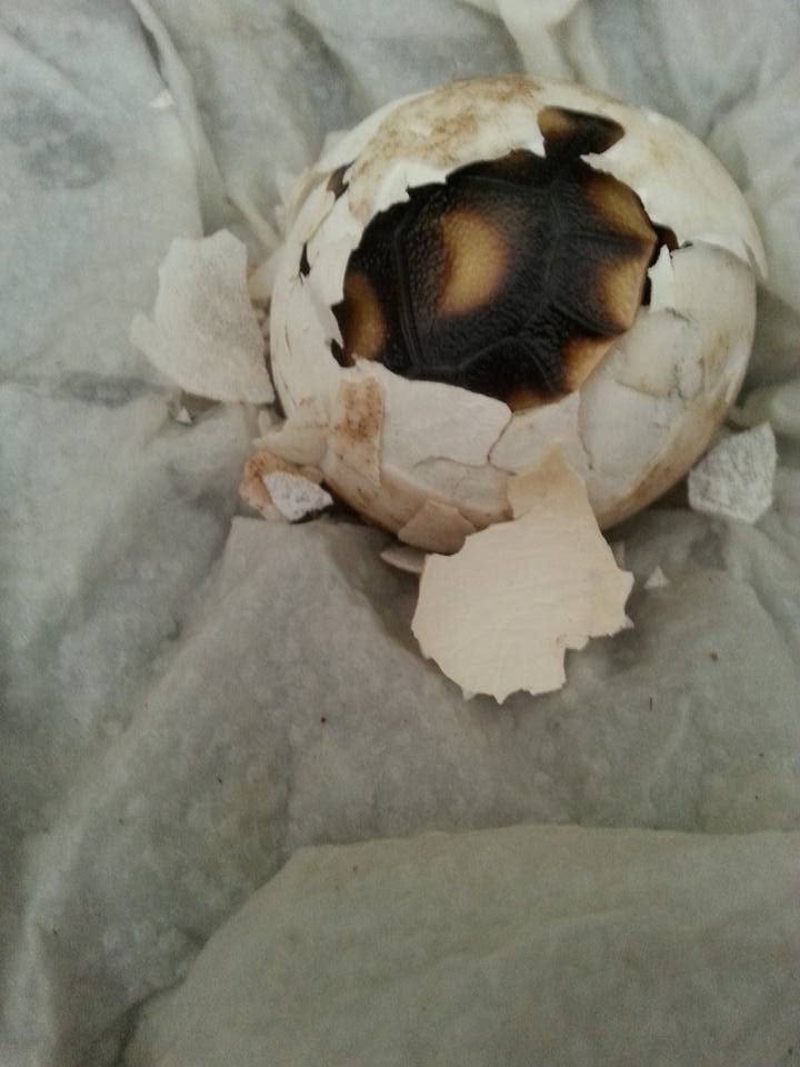 11403305_1124357457579424_5517645908339783612_n