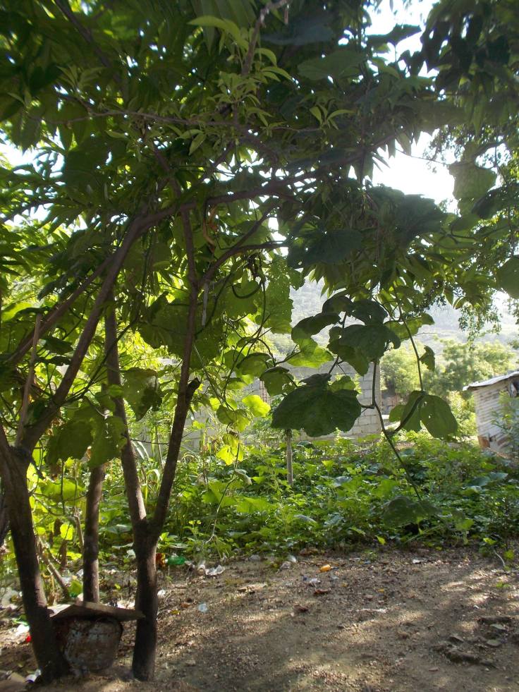 11411727_10207450992056632_9032091318816782657_o