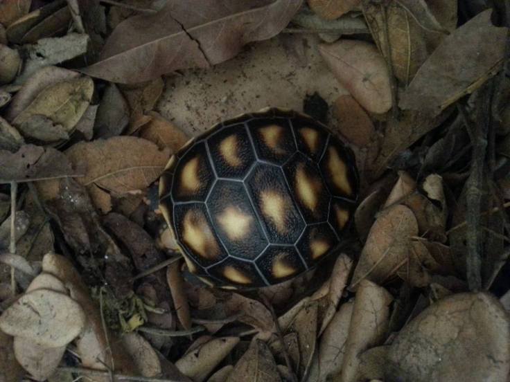 11659387_1126065527408617_3033775025635296965_n