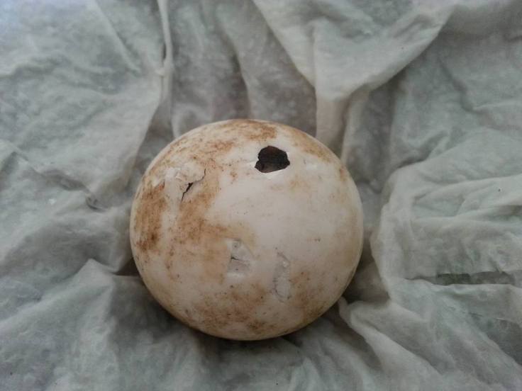 1512321_1123876794294157_5209421215656330707_n