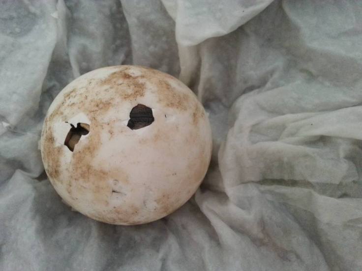 9793_1123892004292636_3172556682548923560_n