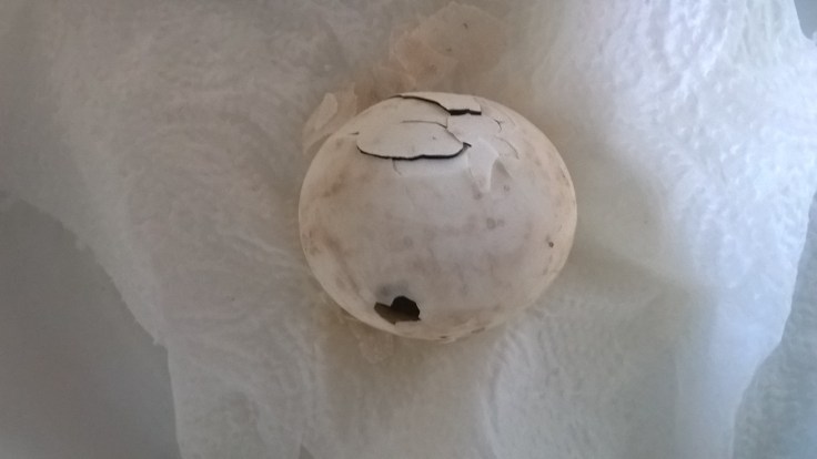 WP_20160315_17_41_09_Pro