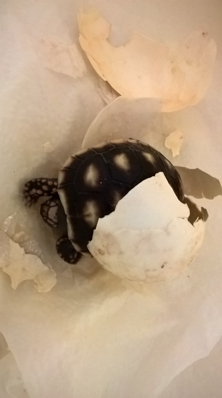 WP_20160317_12_44_39_Pro