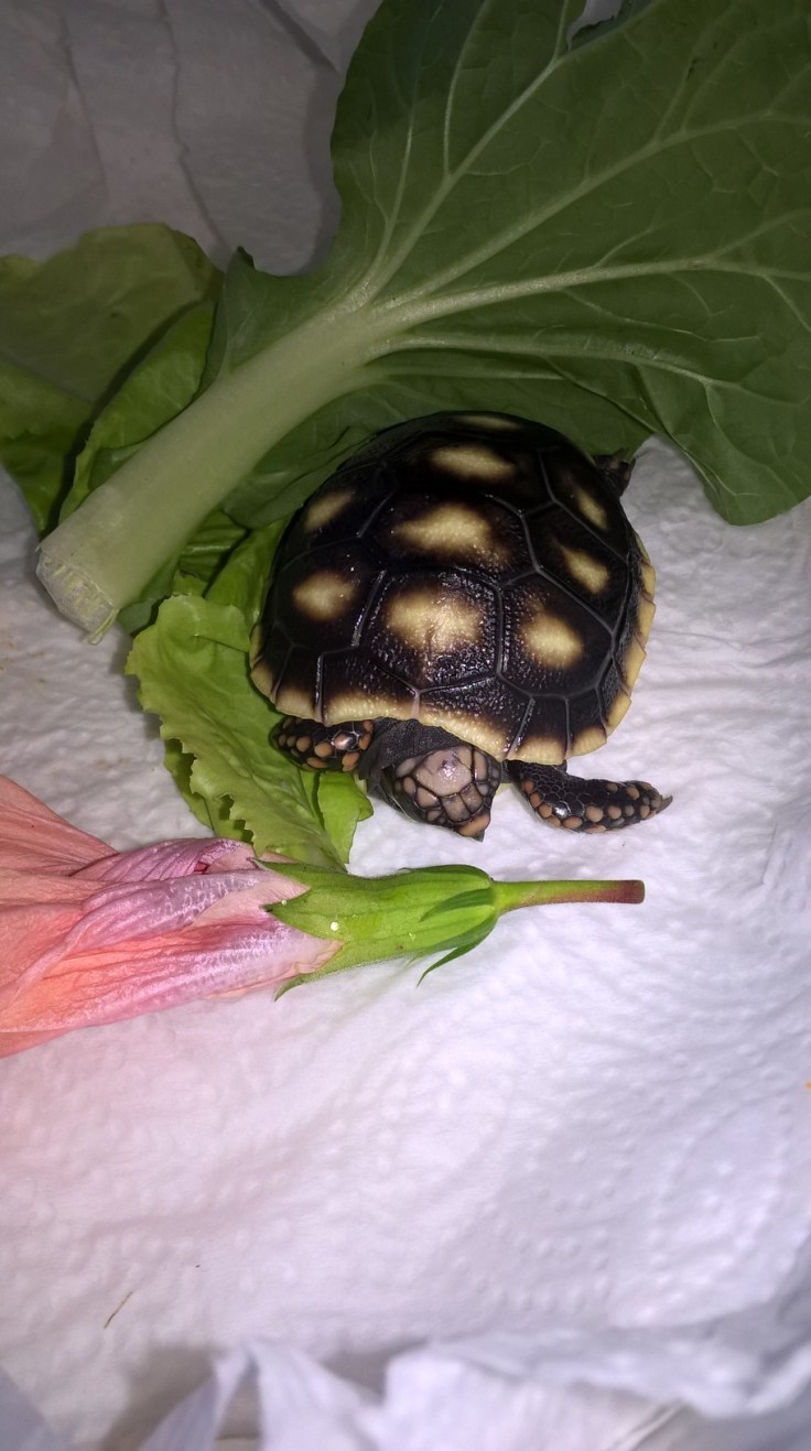 WP_20160319_08_47_18_Pro