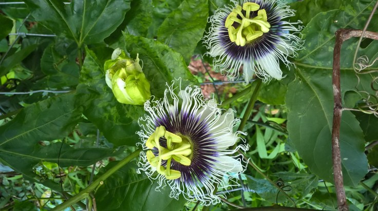 WP_20160517_15_16_58_Pro