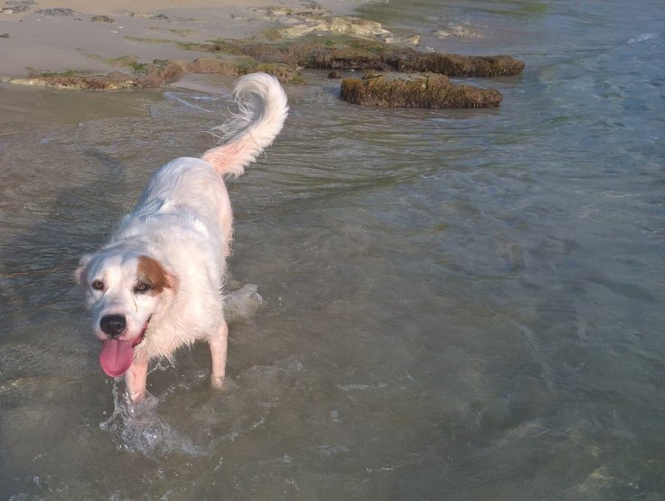 14054310_1415513321797168_1334156870503654798_o