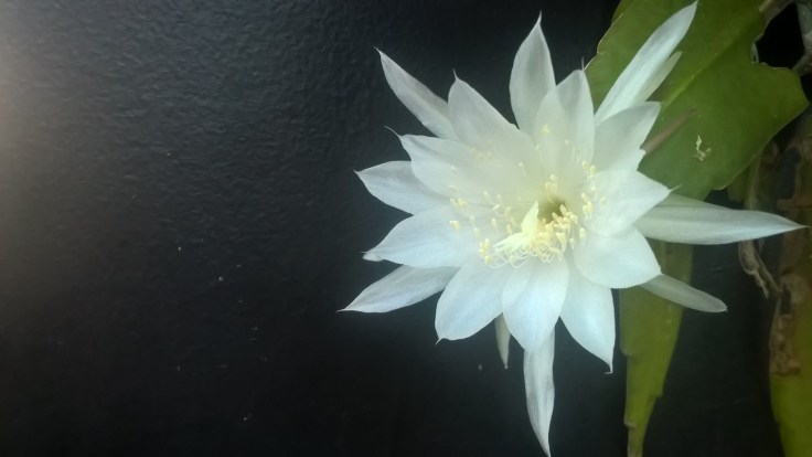 WP_20171125_06_59_48_Pro